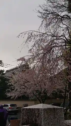 阿佐ヶ谷神明宮の自然