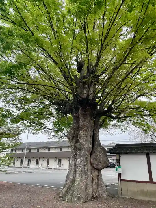 九品寺の{uncategorized: "未分類", other: "その他", undefined: "問題あり", building: "その他建物", grave: "お墓", sacred_gate: "鳥居", guardian: "狛犬", statue: "像", buddha: "仏像", history: "歴史", nature: "自然", garden: "庭園", animal: "動物", pagoda: "塔", temizu: "手水舎", mountain_gate: "山門・神門", sanctuary: "本殿・本堂", subordinate: "末社・摂社", art: "芸術", scenery: "景色", jizo: "地蔵", ema: "絵馬", goshuin: "御朱印", omikuji: "おみくじ", items: "授与品その他", amulet: "お守り", goshuincho: "御朱印帳", eats: "食事", festival: "お祭り", votive_dance: "神楽", shichigosan: "七五三参", wedding: "結婚式", experience: "体験その他", initially: "初詣", around: "周辺", anti_infection: "感染症対策"}