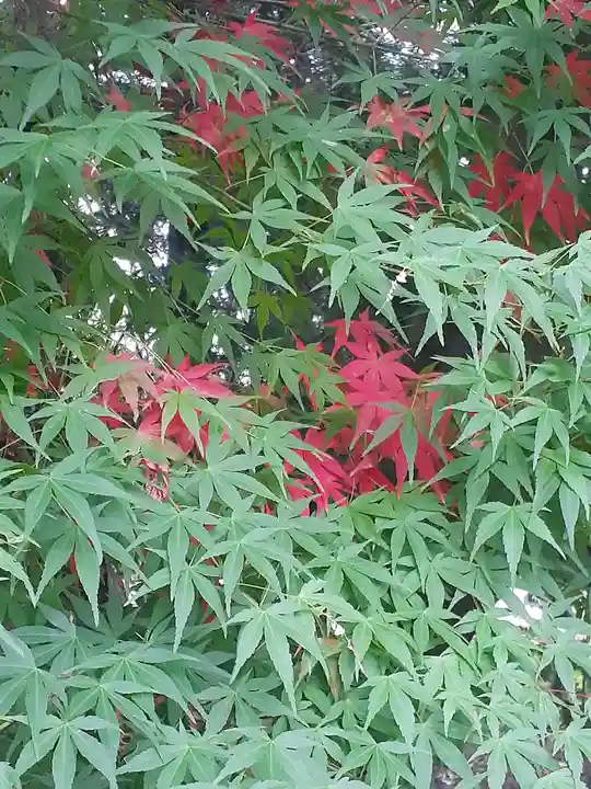 伏木香取神社の自然