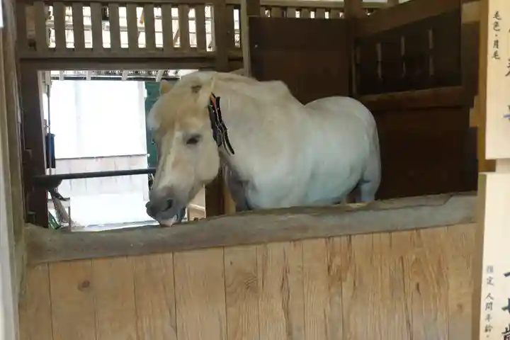 金刀比羅宮の動物