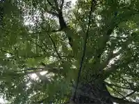 田無神社(東京都)