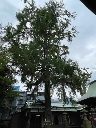 野沢稲荷神社の自然