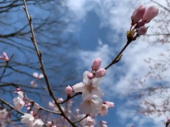 高岡市護国神社の自然