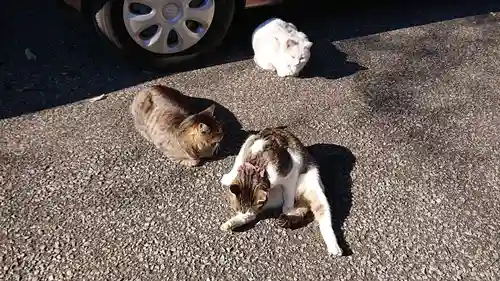 唐澤山神社の動物