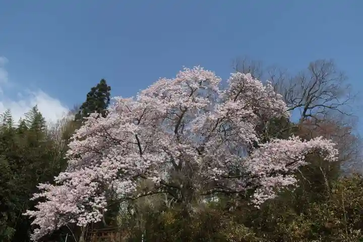 菅布禰神社の自然