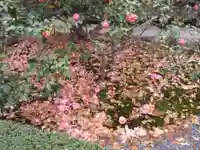 地蔵院(椿寺)の庭園