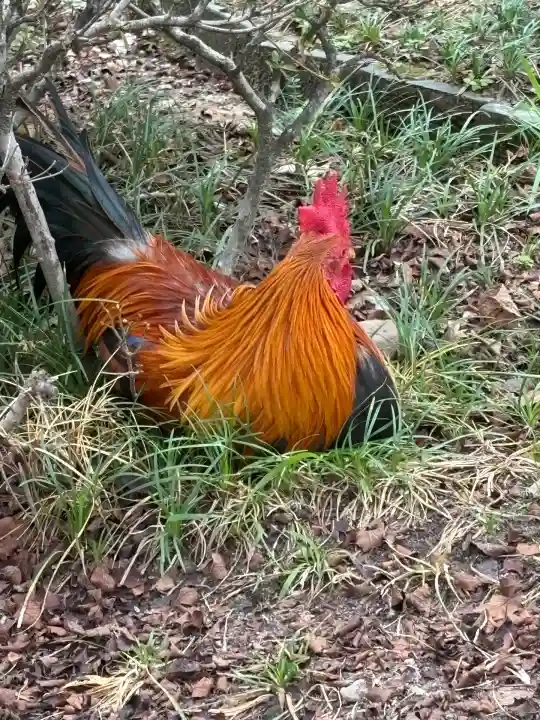 熱田神宮(愛知県)