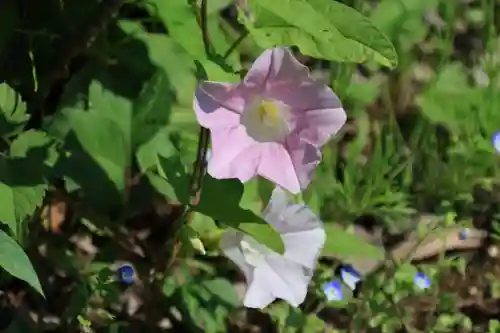 阿久津「田村神社」（郡山市阿久津町）旧社名：伊豆箱根三嶋三社の庭園