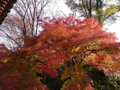 高幡不動尊　金剛寺の自然