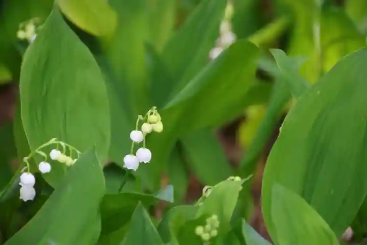 阿邪訶根神社の自然
