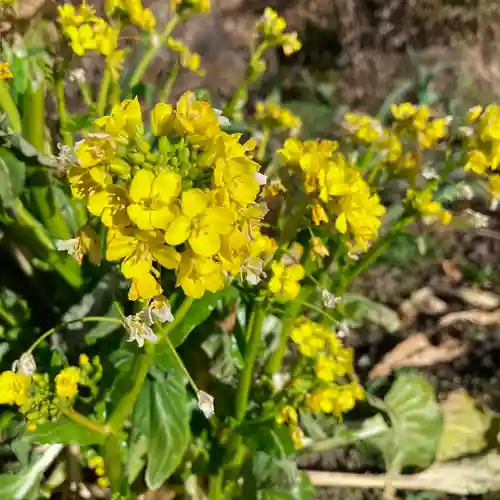 高司神社〜むすびの神の鎮まる社〜(福島県)