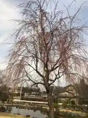 大生郷天満宮の自然