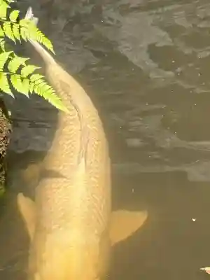 玉村八幡宮(群馬県)