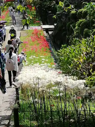 横浜　西方寺の自然