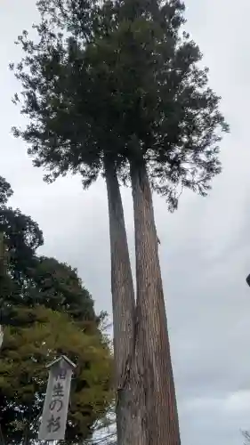 白鷺神社の{uncategorized: "未分類", other: "その他", undefined: "問題あり", building: "その他建物", grave: "お墓", sacred_gate: "鳥居", guardian: "狛犬", statue: "像", buddha: "仏像", history: "歴史", nature: "自然", garden: "庭園", animal: "動物", pagoda: "塔", temizu: "手水舎", mountain_gate: "山門・神門", sanctuary: "本殿・本堂", subordinate: "末社・摂社", art: "芸術", scenery: "景色", jizo: "地蔵", ema: "絵馬", goshuin: "御朱印", omikuji: "おみくじ", items: "授与品その他", amulet: "お守り", goshuincho: "御朱印帳", eats: "食事", festival: "お祭り", votive_dance: "神楽", shichigosan: "七五三参", wedding: "結婚式", experience: "体験その他", initially: "初詣", around: "周辺", anti_infection: "感染症対策"}