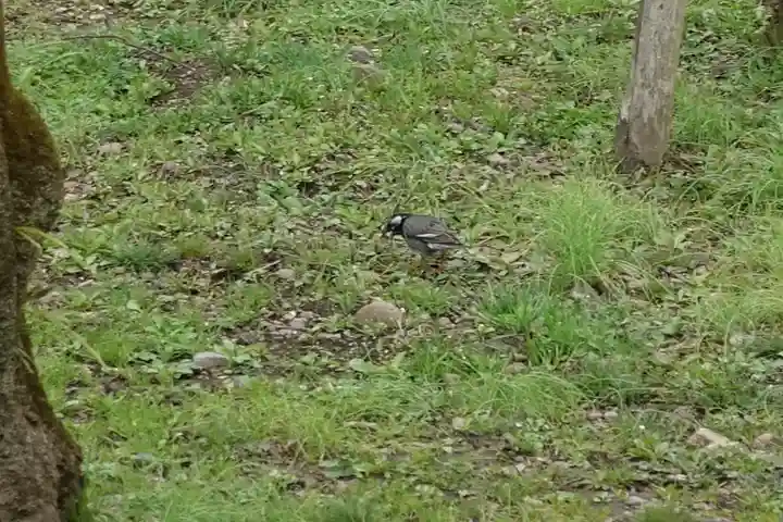 北野天満宮の動物