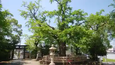 八坂神社の自然