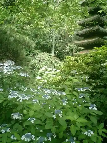 安國論寺（安国論寺）の自然