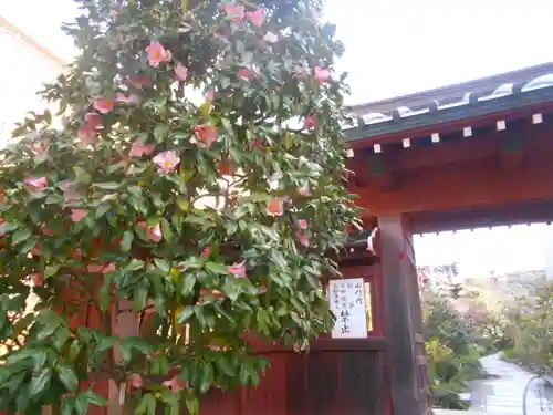 大巧寺の山門