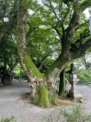 玉祖神社の自然