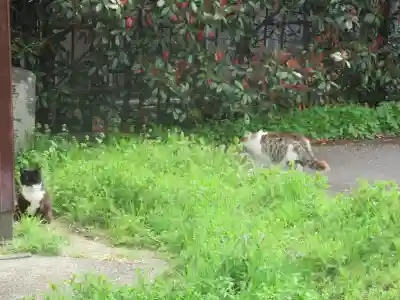 須賀神社の動物
