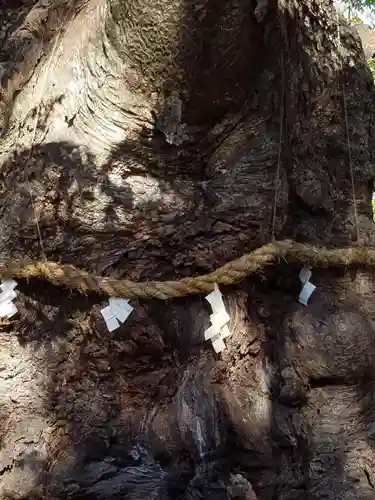 秩父今宮神社の自然