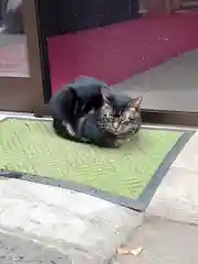 海南神社の動物