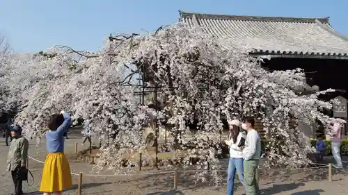 道成寺の庭園