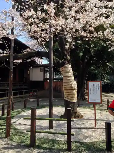靖國神社の自然