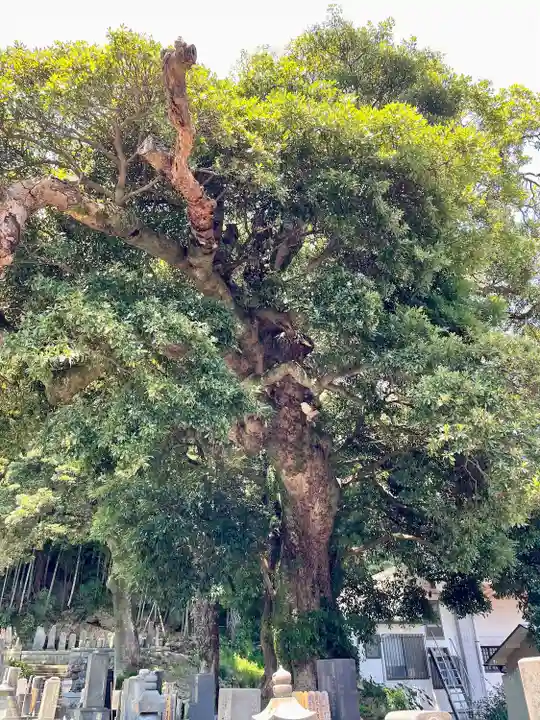真福寺(神奈川県)