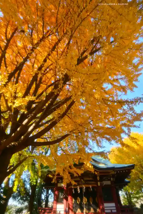 小金八坂神社(千葉県)