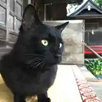 高司神社〜むすびの神の鎮まる社〜の動物