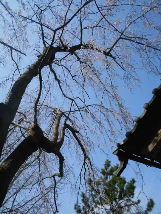 安國論寺(安国論寺)の自然