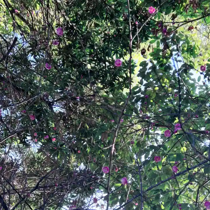 平尾八幡宮の{uncategorized: "未分類", other: "その他", undefined: "問題あり", building: "その他建物", grave: "お墓", sacred_gate: "鳥居", guardian: "狛犬", statue: "像", buddha: "仏像", history: "歴史", nature: "自然", garden: "庭園", animal: "動物", pagoda: "塔", temizu: "手水舎", mountain_gate: "山門・神門", sanctuary: "本殿・本堂", subordinate: "末社・摂社", art: "芸術", scenery: "景色", jizo: "地蔵", ema: "絵馬", goshuin: "御朱印", omikuji: "おみくじ", items: "授与品その他", amulet: "お守り", goshuincho: "御朱印帳", eats: "食事", festival: "お祭り", votive_dance: "神楽", shichigosan: "七五三参", wedding: "結婚式", experience: "体験その他", initially: "初詣", around: "周辺", anti_infection: "感染症対策"}