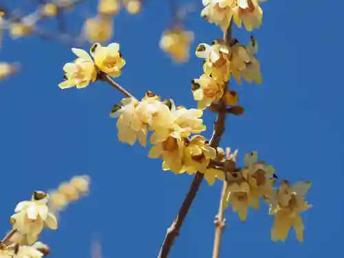 宝登山神社(埼玉県)