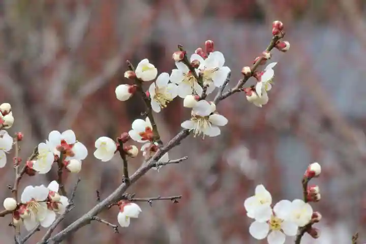 国宝 大法寺の自然