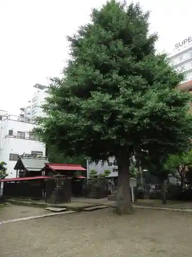 粕壁神明社の自然