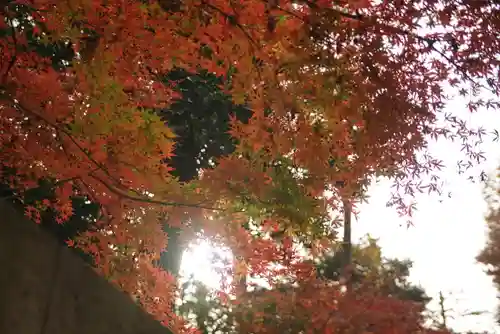 宝珠山　観泉寺の自然