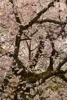 掌禅寺(愛媛県)