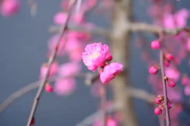泉穴師神社の自然