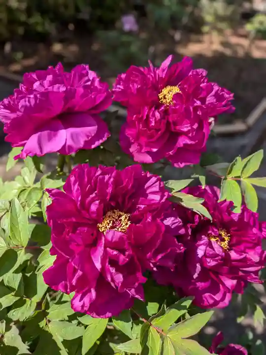 禅定院(東京都)