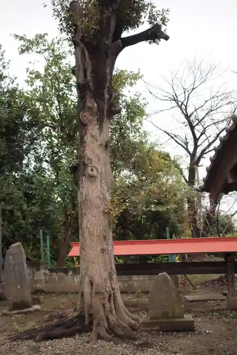 氷川神社の自然