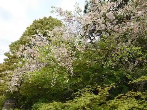 晴明神社の自然