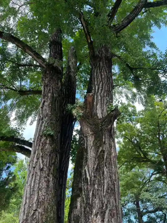 素盞嗚神社(広島県)