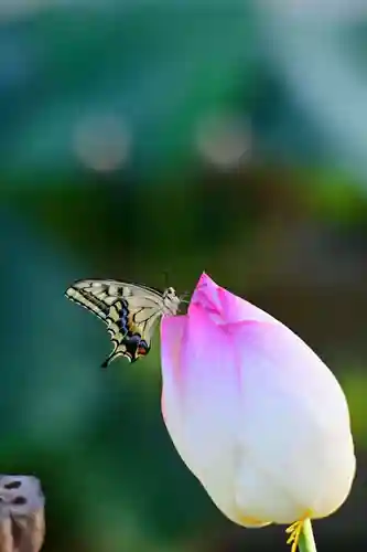 浄土寺(兵庫県)