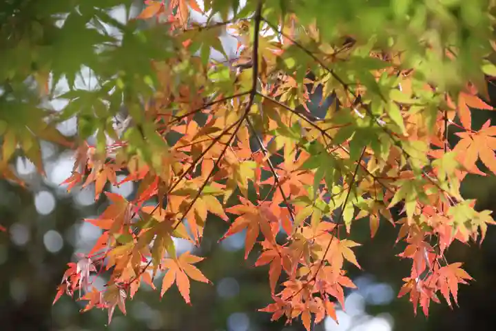 豊景神社の自然