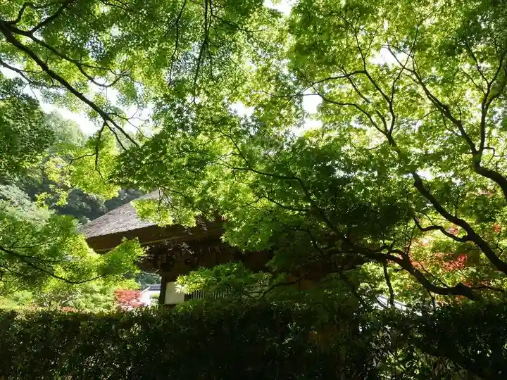 長壽寺(長寿寺)の自然