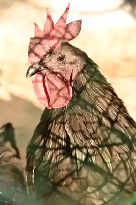 玉祖神社(山口県)