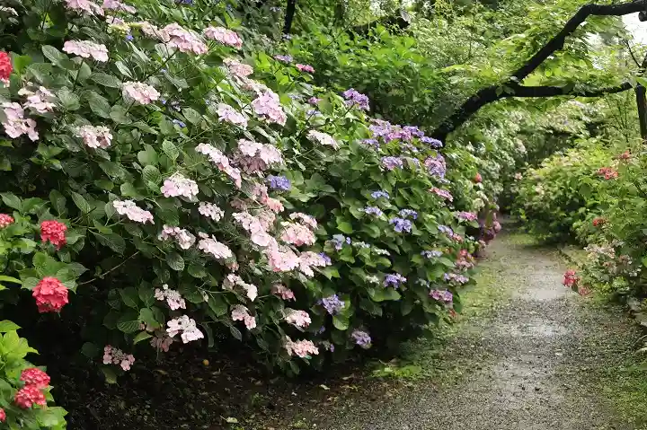 梅宮大社の自然