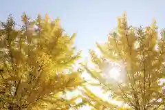 天照御祖神社の自然